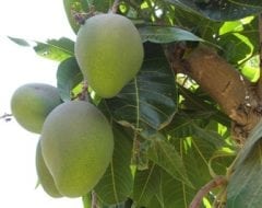עץ מנגו - עצי פרי | הדר נוי משתלות