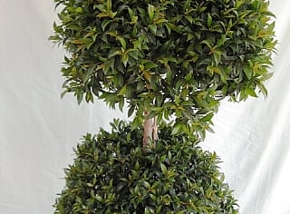 סיזיגיום כדור קומותיים על גזע