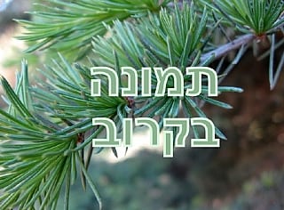 תמונה בקרוב