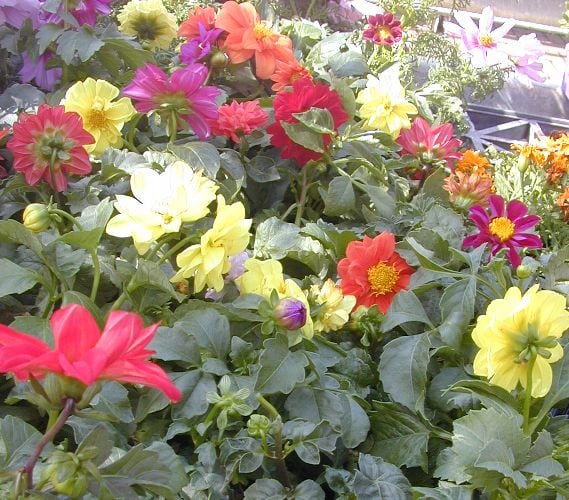 דליה מנוצה (זני מכלוא ננסיים) - עצי נוי | הדר נוי משתלות