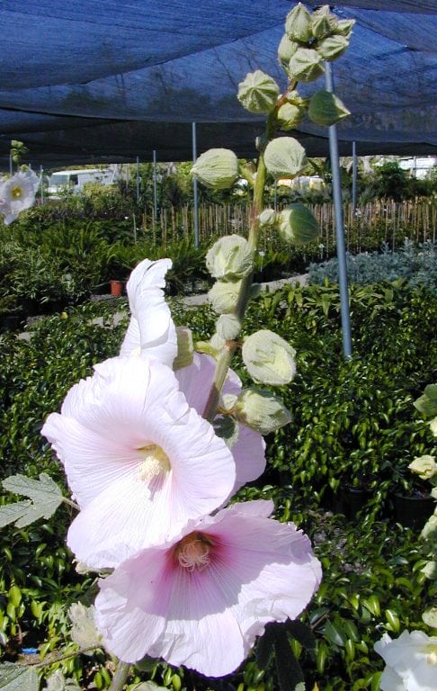 חוטמית תרבותית - עצי נוי | הדר נוי משתלות