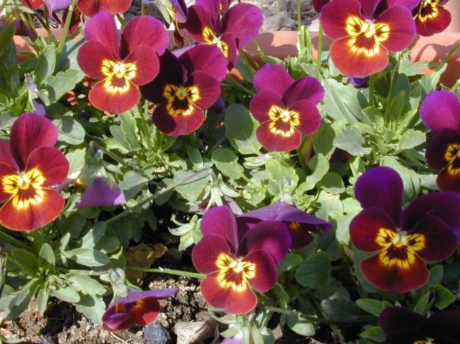 סיגל מקרין ("אמנון ותמר" זנים משתרעים) - עצי נוי | הדר נוי משתלות