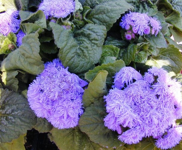 אגרטון מקסיקני - עצי נוי | הדר נוי משתלות