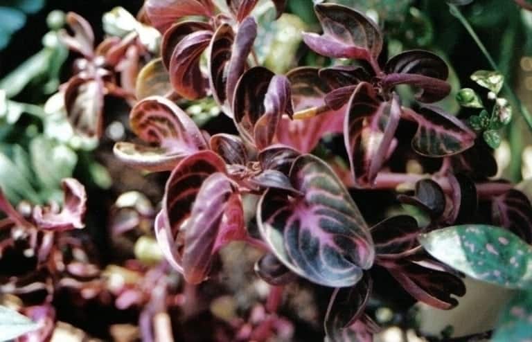 איריסין ססגוני - עצי נוי | הדר נוי משתלות