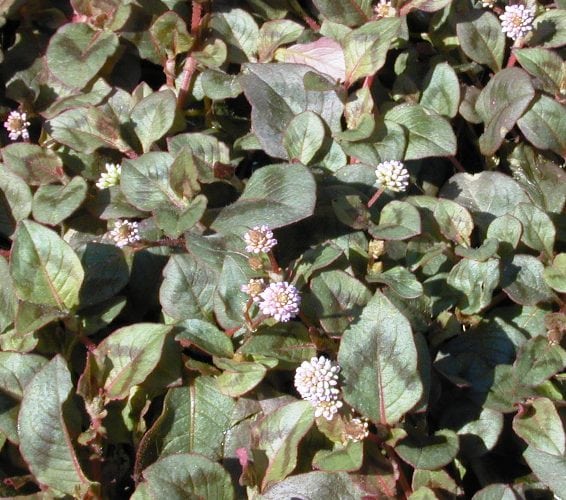 ארכובית קרקפתית - עצי נוי | הדר נוי משתלות