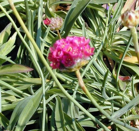 ארמריה ימית - עצי נוי | הדר נוי משתלות