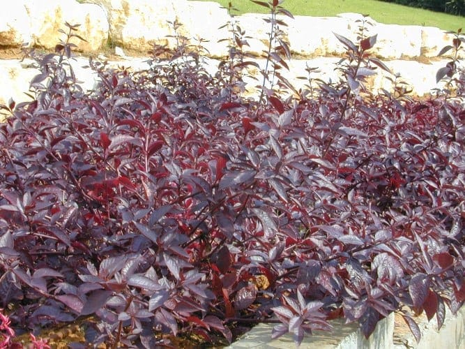 ביצן משונן 'אדום' ("רובי") - עצי נוי | הדר נוי משתלות