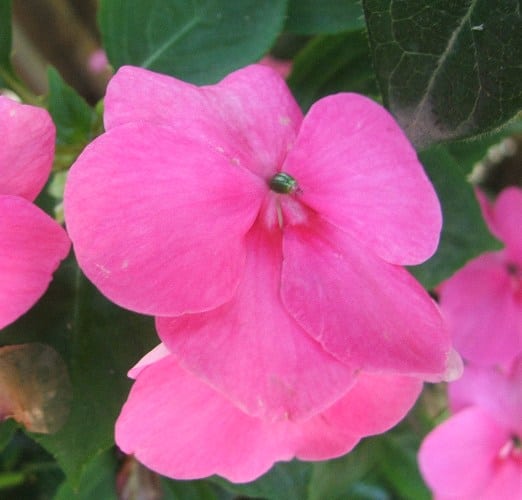 בשמת השולטן - עצי נוי | הדר נוי משתלות