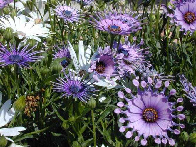 גרמית משתרעת - עצי נוי | הדר נוי משתלות