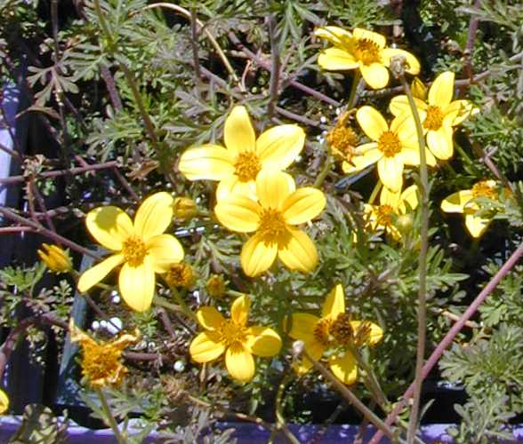 דושן גזור-עלים (בידנס) - עצי נוי | הדר נוי משתלות