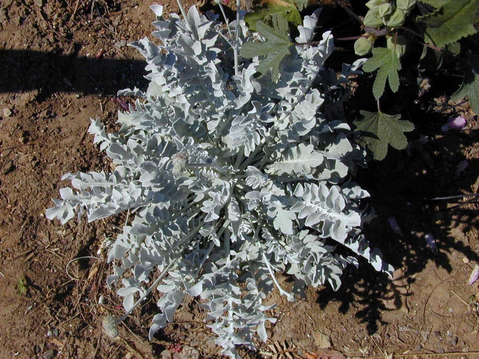 דרדר מאפיר - עצי נוי | הדר נוי משתלות