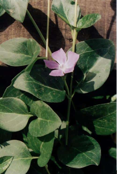 וינקה גדולה - עצי נוי | הדר נוי משתלות