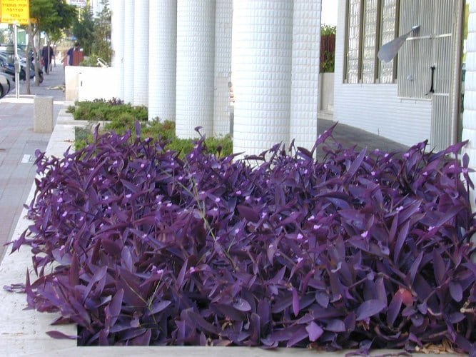 יהודי-נודד ארגמני (סטקראסיה) - עצי נוי | הדר נוי משתלות