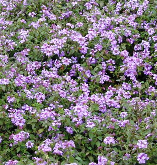 לנטנה עדינה - עצי נוי | הדר נוי משתלות