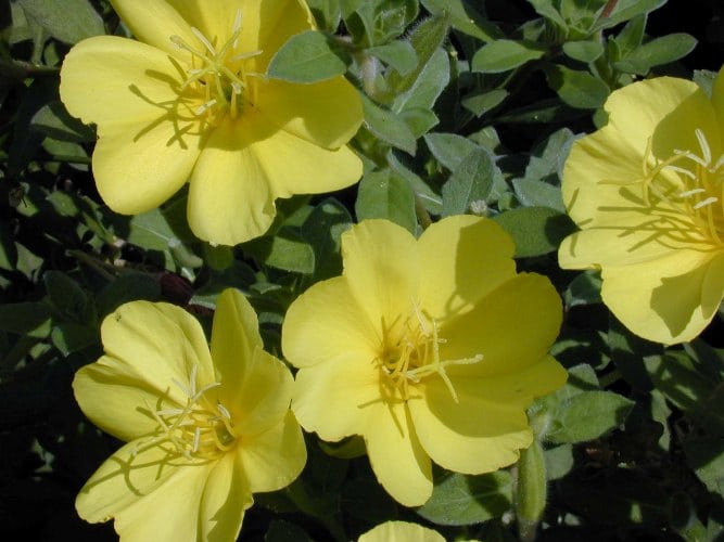 נר לילה חופי - עצי נוי | הדר נוי משתלות