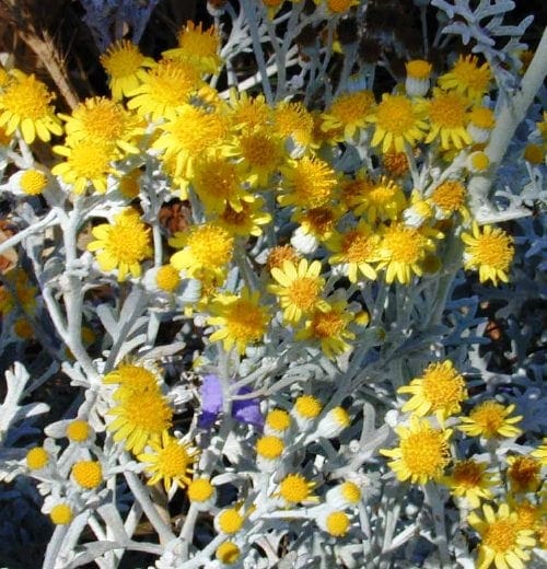 סביון מלבין - עצי נוי | הדר נוי משתלות