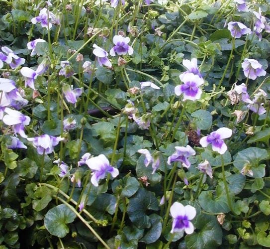 סיגל קיסוסי (סגלית אוסטרלית) - עצי נוי | הדר נוי משתלות