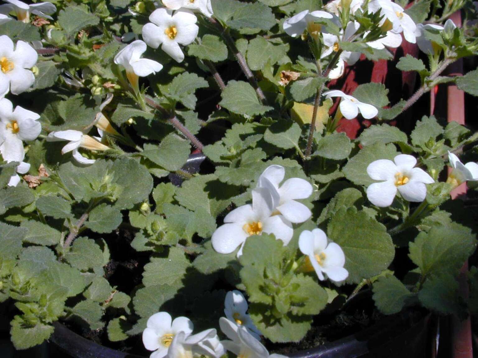 סוטרה לבובה (בקופה) - עצי נוי | הדר נוי משתלות