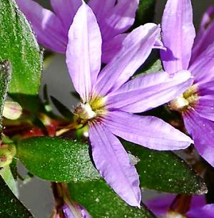 סקבולה שופעת - עצי נוי | הדר נוי משתלות