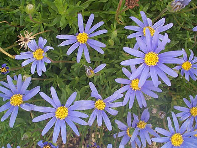 פליציה שיחית - עצי נוי | הדר נוי משתלות