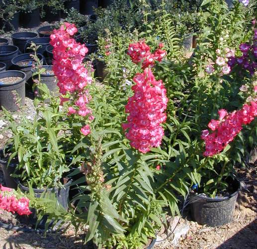 פנסטמון גדול פרחים - עצי נוי | הדר נוי משתלות