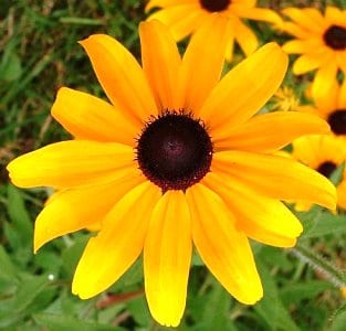 רודבקיה שעירה - עצי נוי | הדר נוי משתלות