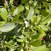 גויאבה תותית - עצי נוי | הדר נוי משתלות