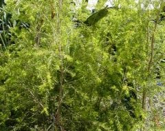 מללוירה מחופה (רבולושן גולד) - עצי נוי | הדר נוי משתלות