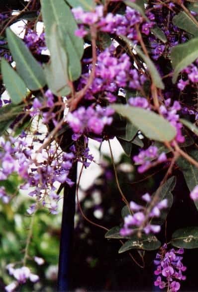 הרדנברגיה תלתנית - עצי נוי | הדר נוי משתלות