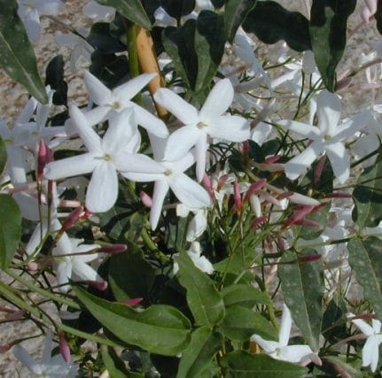 יסמין פרחוני - עצי נוי | הדר נוי משתלות