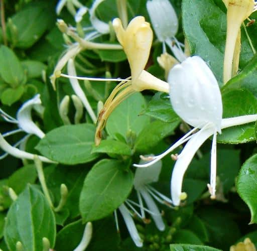 יערה יפנית - עצי נוי | הדר נוי משתלות