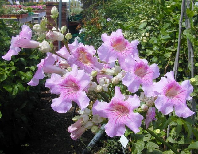 פודרית ורודה ( פודרנאה ורודה) - עצי נוי | הדר נוי משתלות