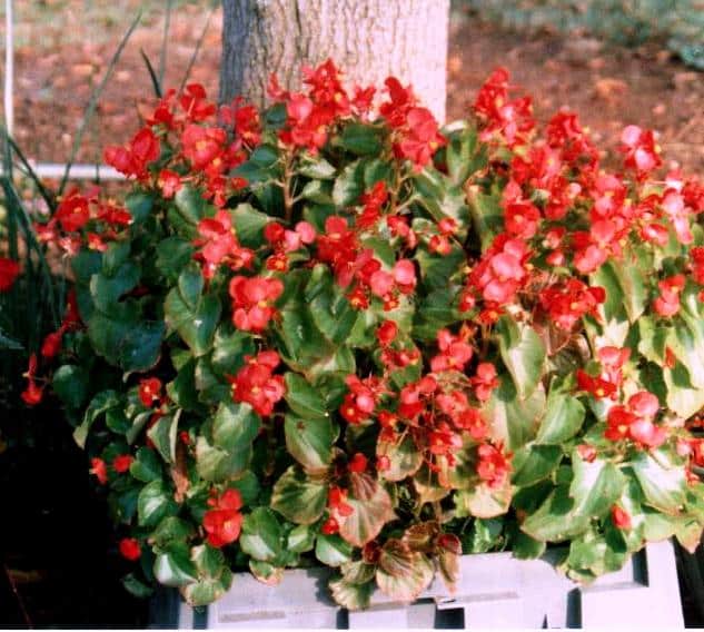 בגוניה פורחת-עד - עצי נוי | הדר נוי משתלות