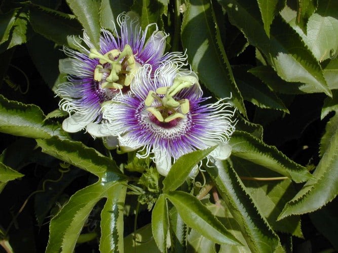 שעונית נאכלת (פסיפלורה) - עצי נוי | הדר נוי משתלות