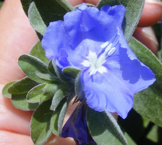 איבולבולוס - עצי נוי | הדר נוי משתלות