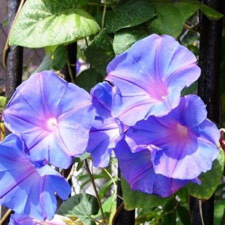 לפופית נאה - עצי נוי | הדר נוי משתלות