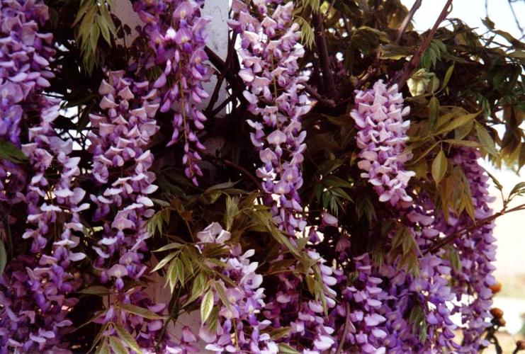 ויסטריה סינית - עצי נוי | הדר נוי משתלות