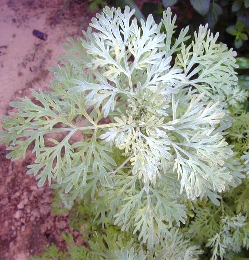 לענה שיחית ("שיבא") - עצי נוי | הדר נוי משתלות