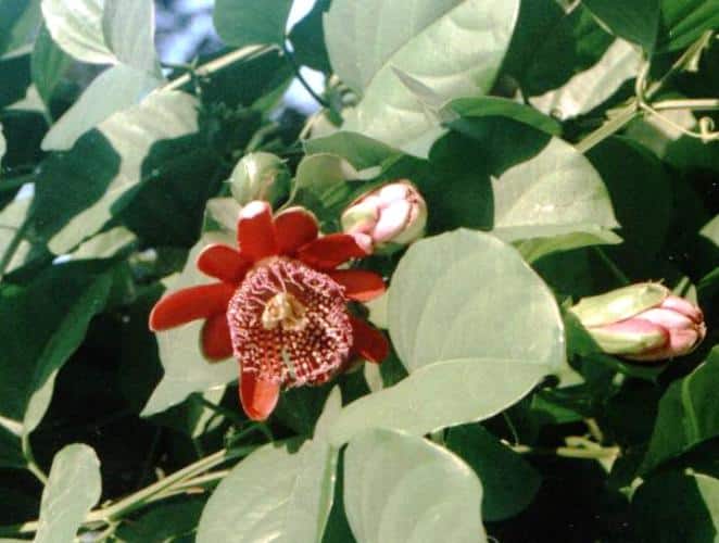 שעונית אדומה (מרובעת) - עצי נוי | הדר נוי משתלות