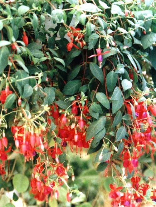 פוקסיה - עצי נוי | הדר נוי משתלות