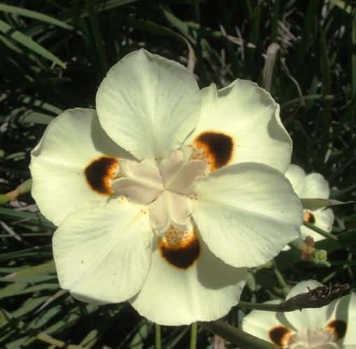 דיאטס דו-גוני - עצי נוי | הדר נוי משתלות