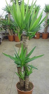 יוקה פילית - עצי נוי | הדר נוי משתלות