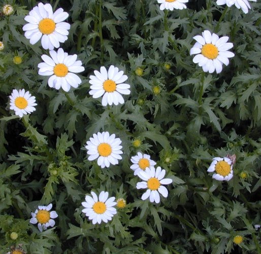 חרצית ביצנית - עצי נוי | הדר נוי משתלות