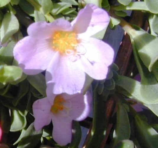 רגלה הגינה 'תרבותי' ( רגלה ר"ש) - עצי נוי | הדר נוי משתלות