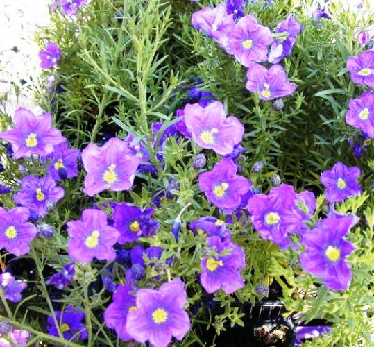 ספלה נמוכה - עצי נוי | הדר נוי משתלות