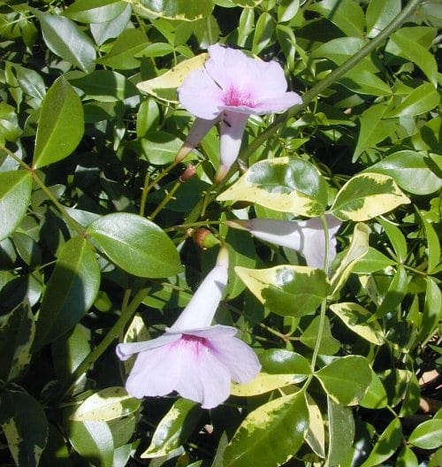 פנדוראה יסמינית 'כריזמה' - עצי נוי | הדר נוי משתלות