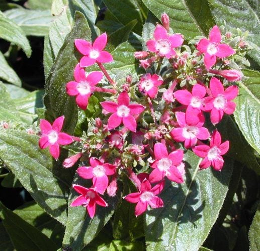 פנטס אזמלני (זנים נמוכים) - עצי נוי | הדר נוי משתלות