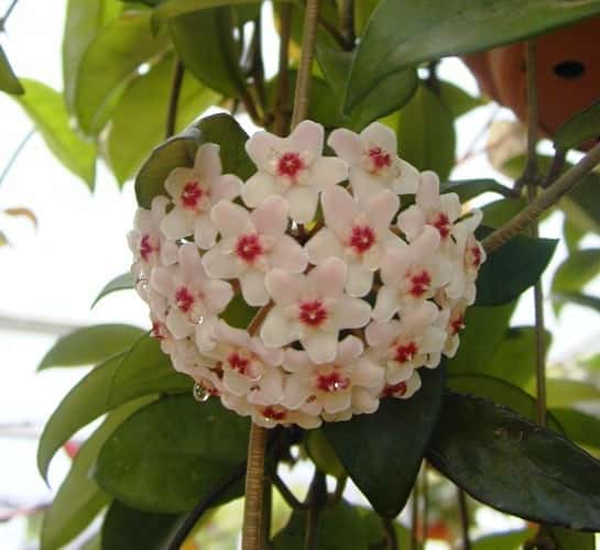 בת-שבע מטפסת - עצי נוי | הדר נוי משתלות