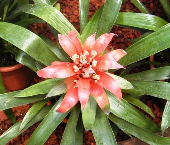 גוזמניה לשונית - עצי נוי | הדר נוי משתלות