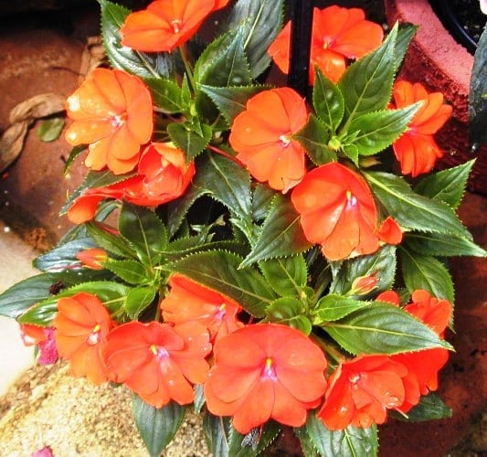 בשמת - עצי נוי | הדר נוי משתלות